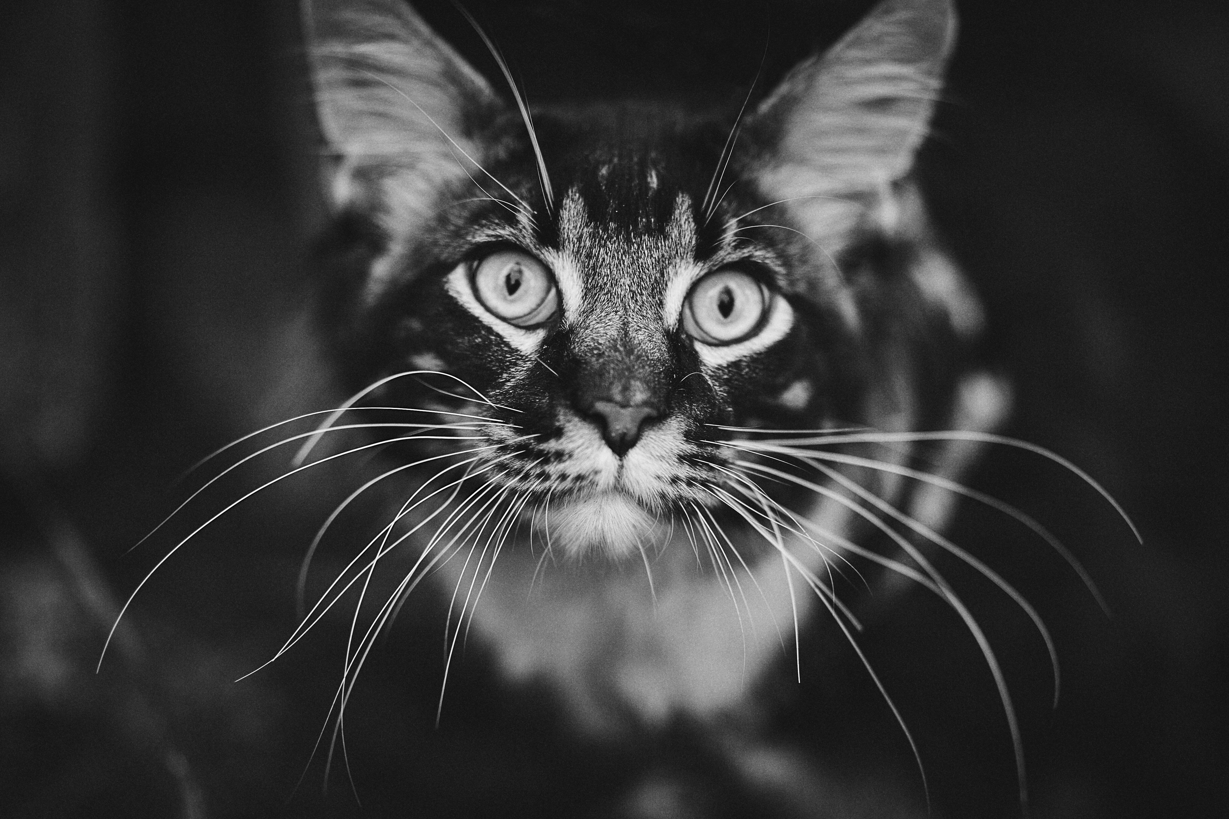 Download Stare Black & White Animal Cat 4k Ultra HD Wallpaper