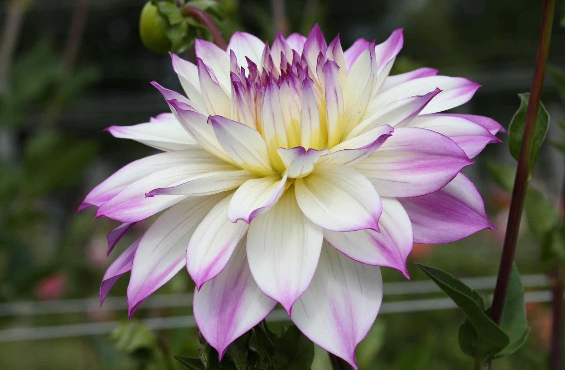 Download Nature Dahlia HD Wallpaper