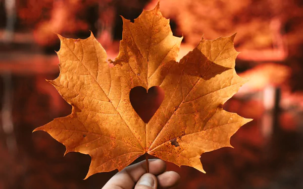  Maple Leaf