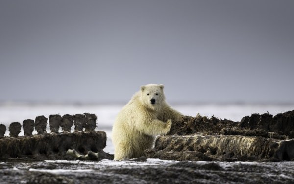 Animal Polar Bear Bears HD Wallpaper | Background Image
