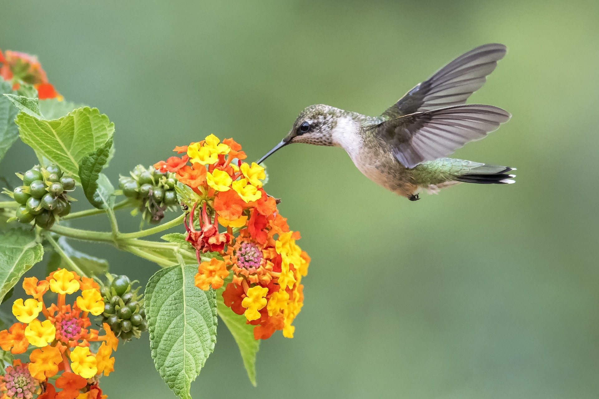 Hummingbird HD Wallpaper