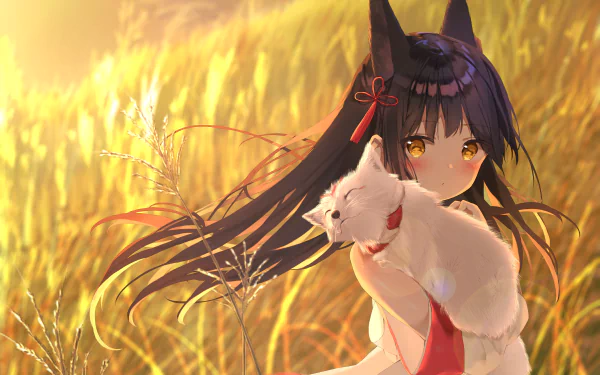 HD desktop wallpaper featuring Nagato from the anime Azur Lane, standing in a golden field with a serene expression, holding a white cat against a sunset backdrop.