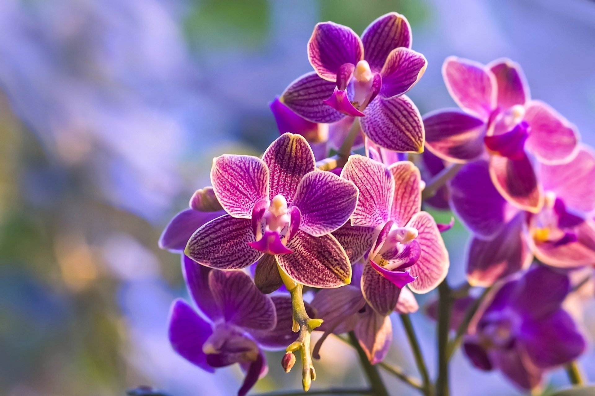 Download Nature Orchid HD Wallpaper