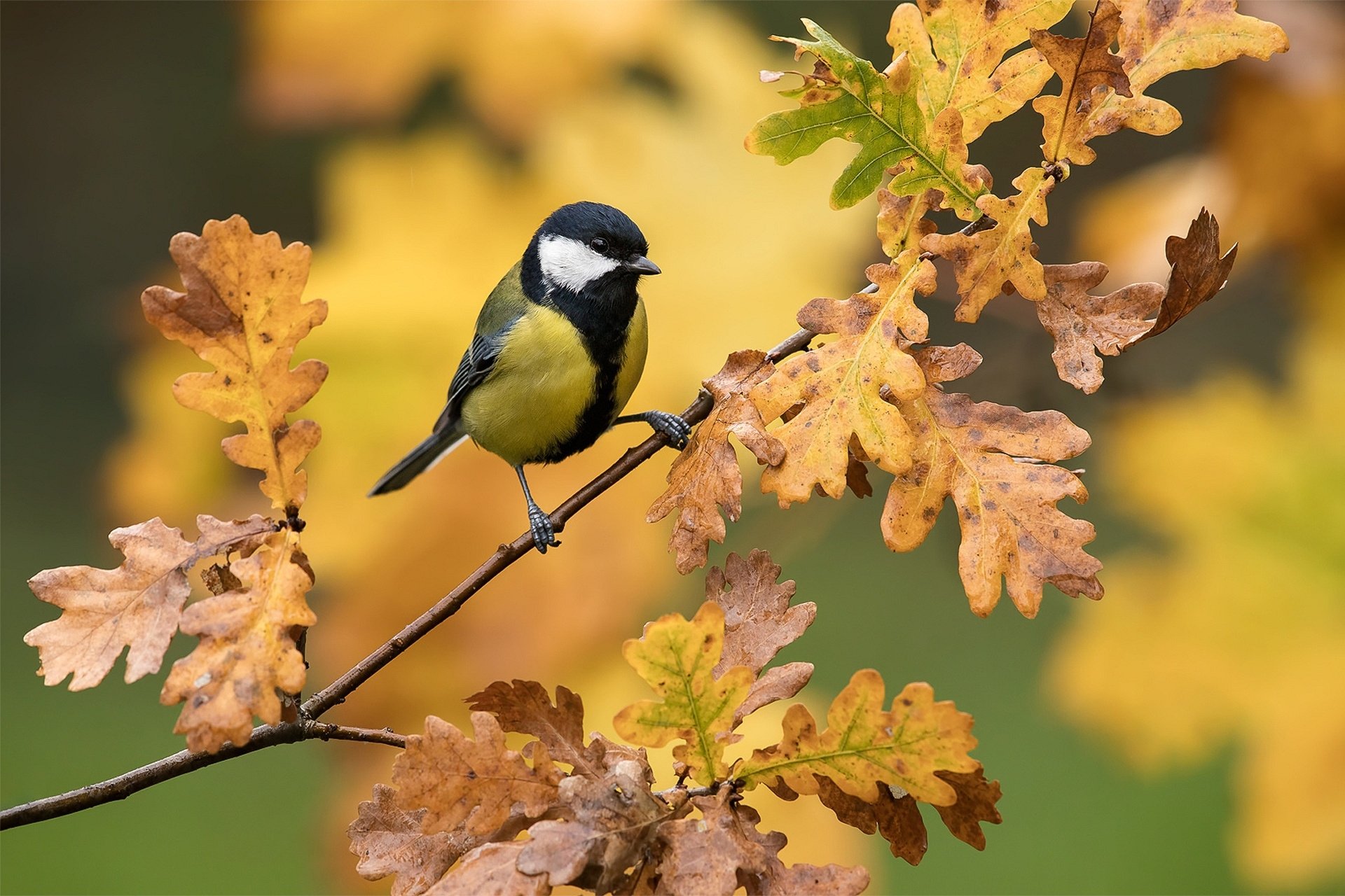 HD desktop wallpaper featuring a titmouse perched on a branch amidst autumn-colored leaves, showcasing vibrant fall tones and detailed bird plumage.