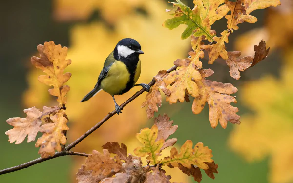 HD desktop wallpaper featuring a titmouse perched on a branch amidst autumn-colored leaves, showcasing vibrant fall tones and detailed bird plumage.