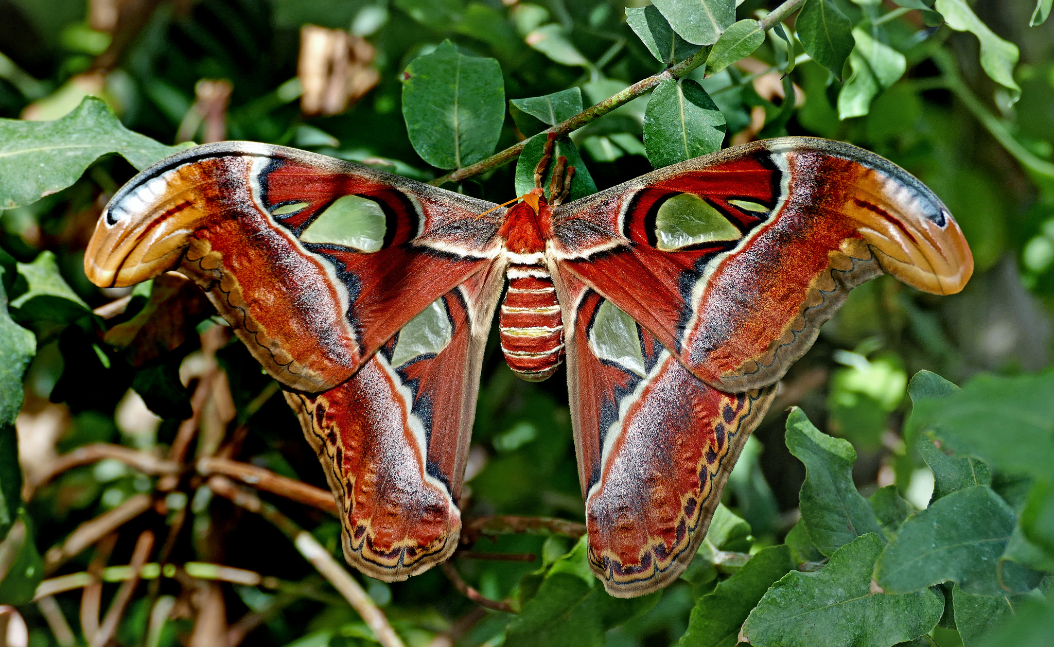 Atlas Moth (Attacus atlas) by Bernard Spragg