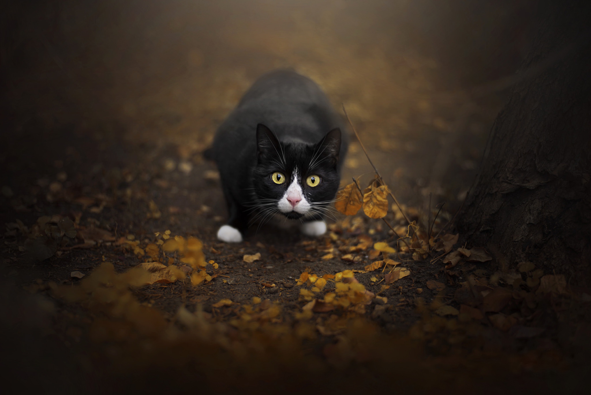Download Stare Animal Cat HD Wallpaper