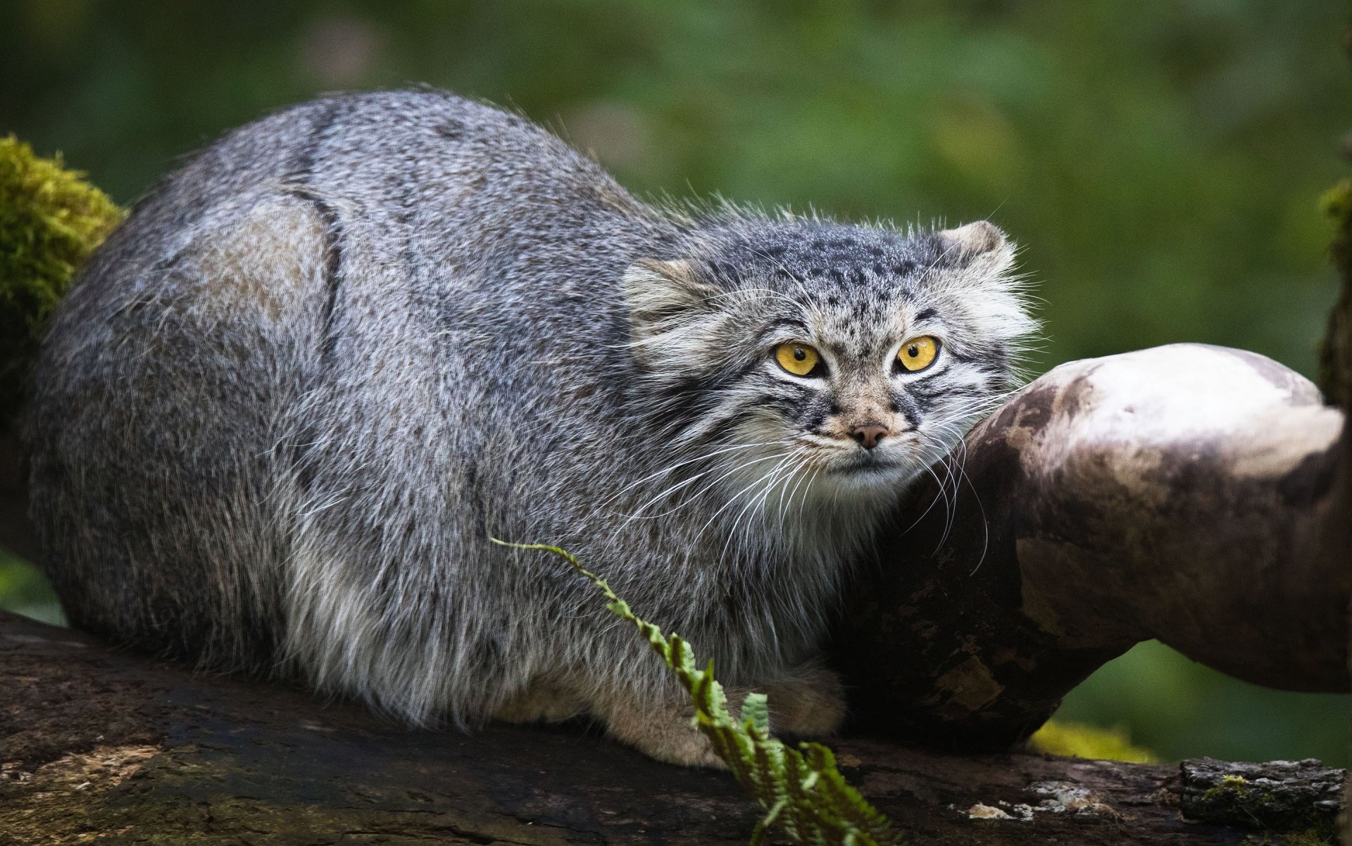 Download Animal Pallas's Cat HD Wallpaper