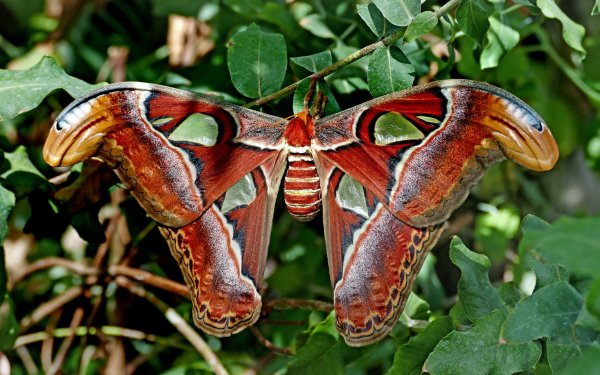 Animal Moth Atlas Moth Insect HD Wallpaper | Background Image