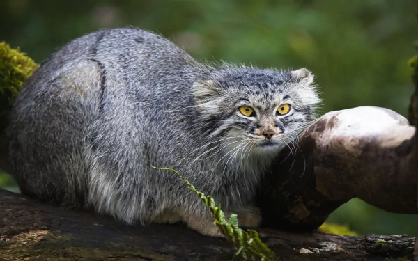 Animal pallas's cat HD Desktop Wallpaper | Background Image