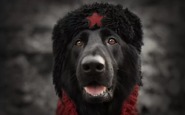 Animal dog Black Dog HD Desktop Wallpaper | Background Image