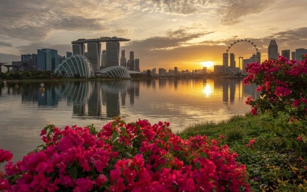 Man Made Singapore Cities City Reflection Flower Sunrise Building HD Wallpaper | Background Image