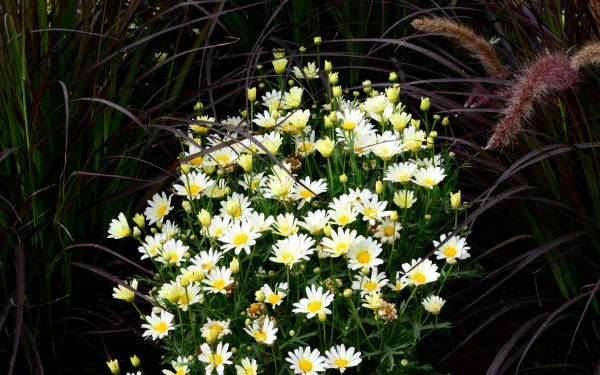 nature chamomile HD Desktop Wallpaper | Background Image
