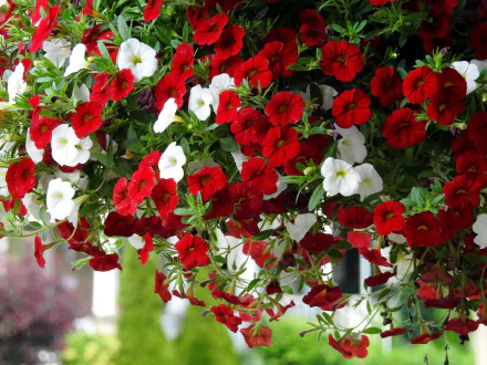 HD desktop wallpaper featuring a vibrant cluster of red and white petunia flowers in full bloom, showcasing the beauty of nature.