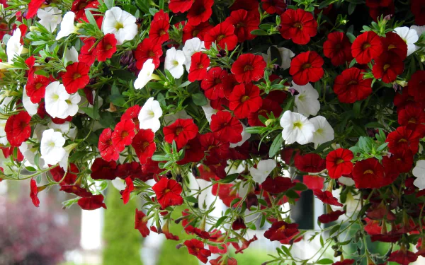 HD desktop wallpaper featuring a vibrant cluster of red and white petunia flowers in full bloom, showcasing the beauty of nature.