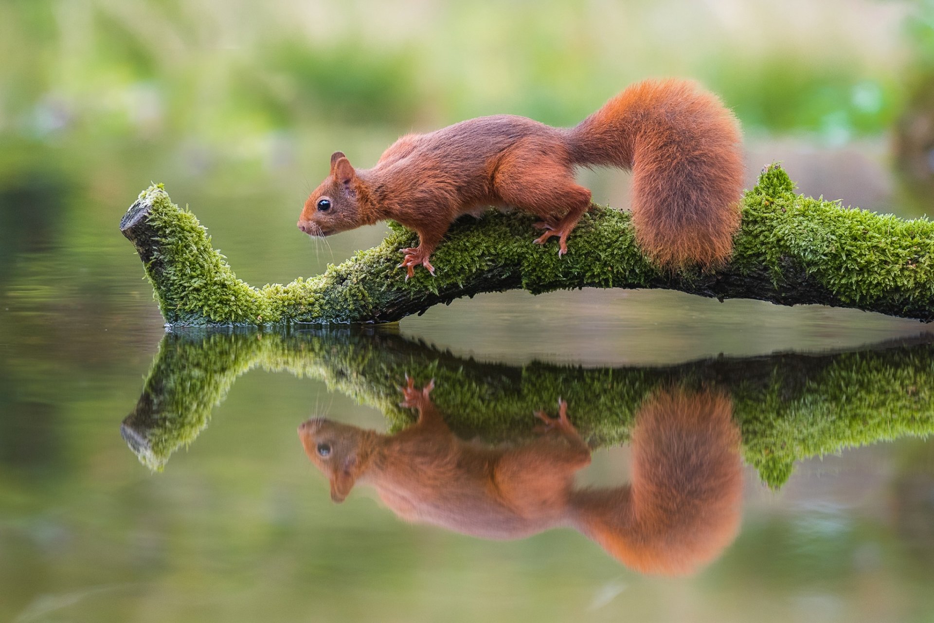 Download Moss Reflection Animal Squirrel HD Wallpaper