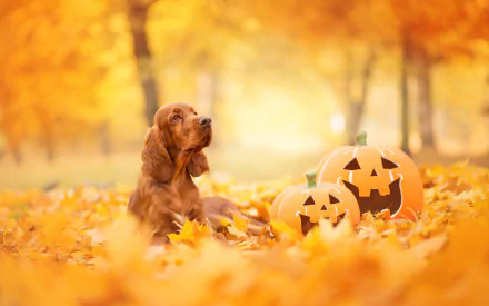 HD desktop wallpaper featuring a cocker spaniel sitting among autumn leaves next to two carved Halloween pumpkins in a golden forest setting.