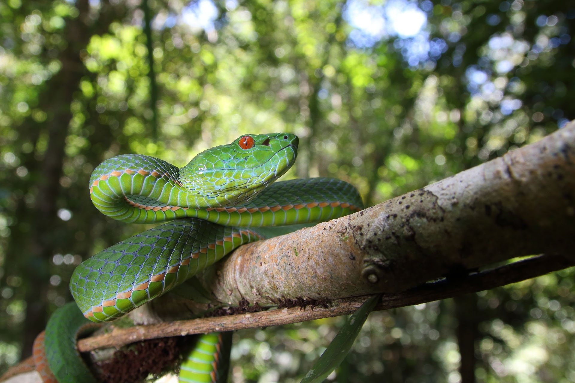 HD PC desktop wallpaper of a green snake (reptile, animal) coiled on a mossy forest branch, red eyes and patterned scales against a blurred jungle background.