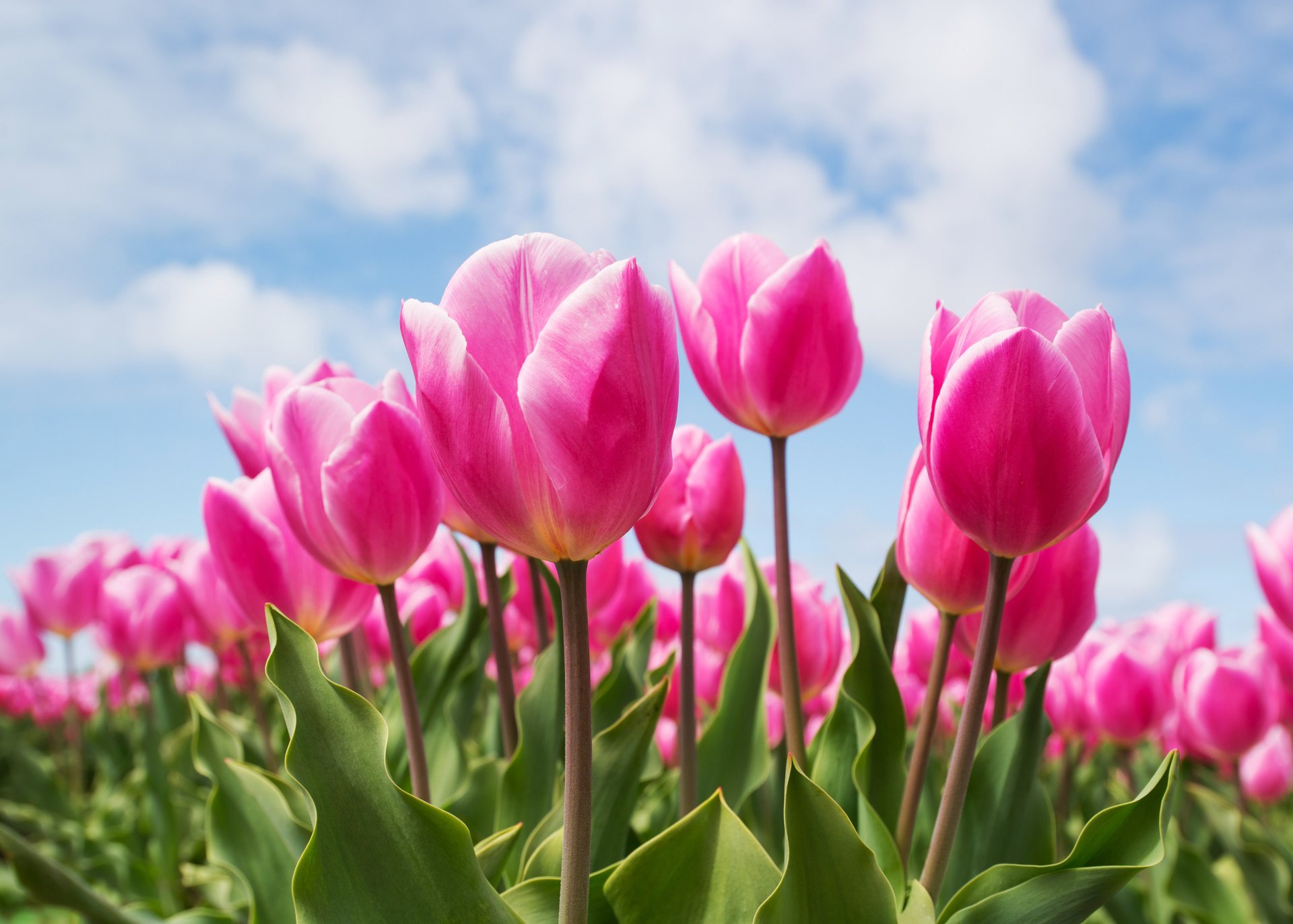 Download Pink Flower Flower Nature Tulip HD Wallpaper | 3000x2143 ...