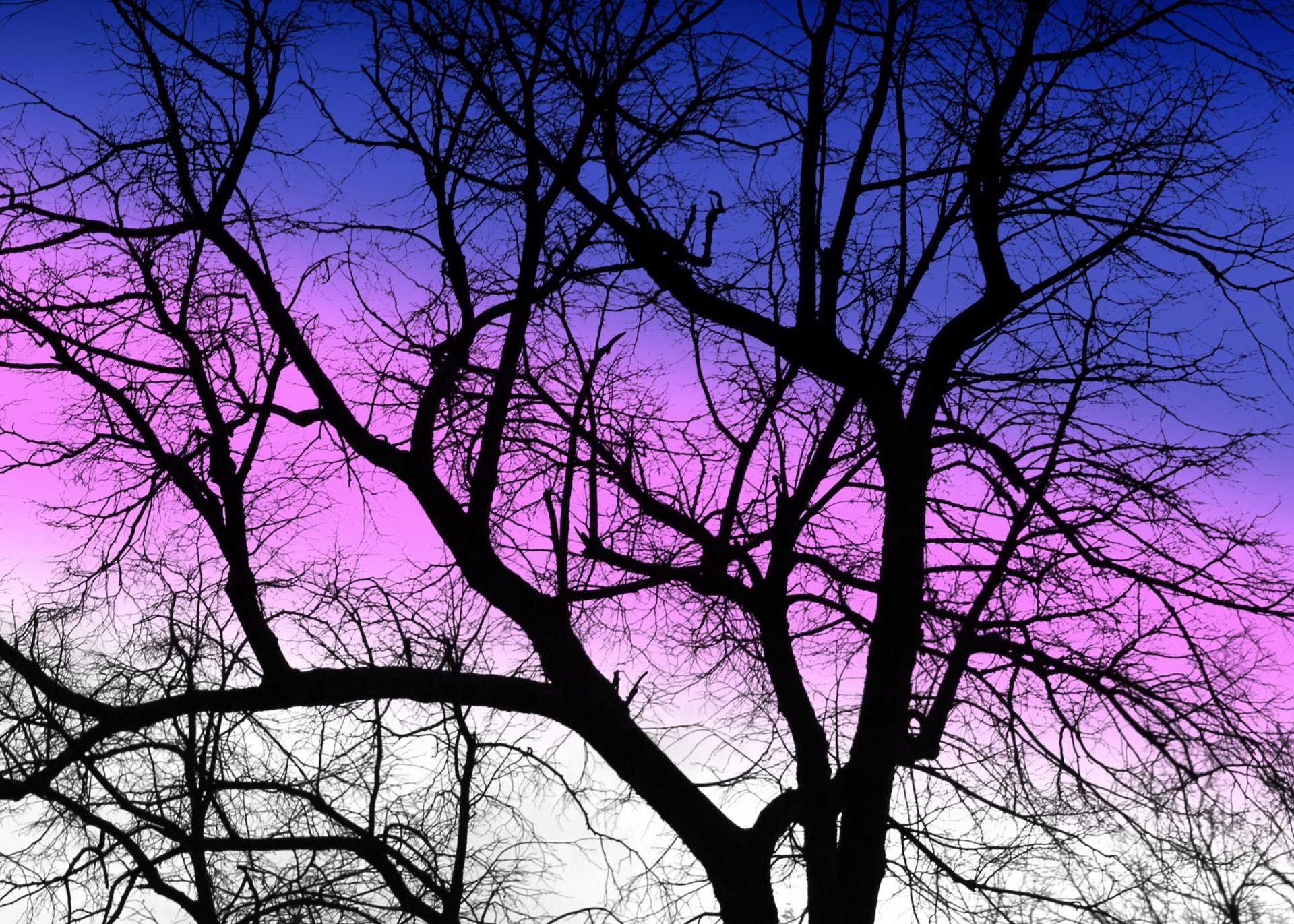 Download Nature Tree HD Wallpaper