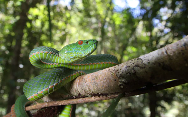 reptile Animal snake HD Desktop Wallpaper | Background Image