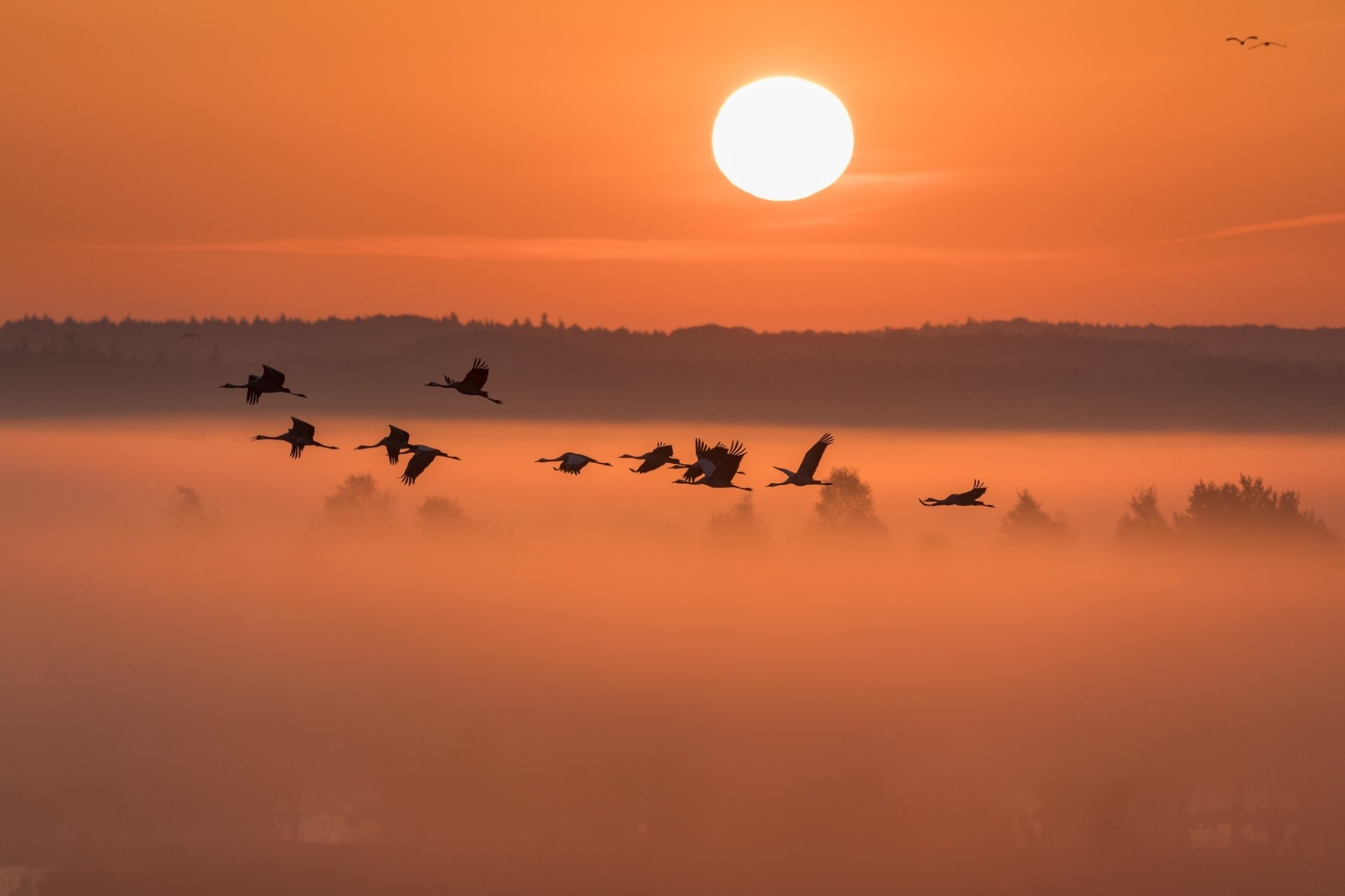Flock of cranes flying low through fog beneath a glowing sunrise, warm orange tones — HD PC desktop wallpaper and background
