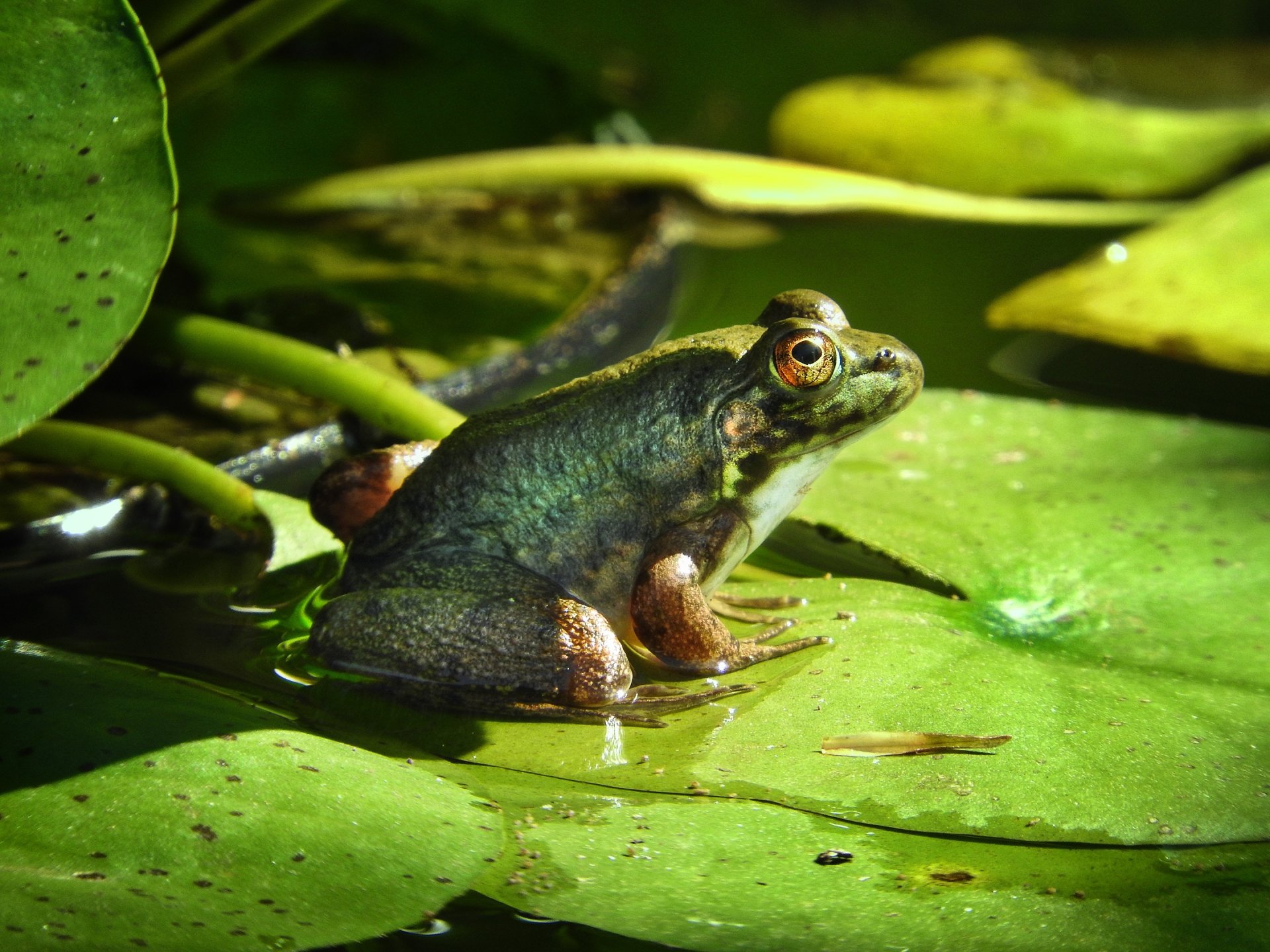 Green amphibian frog (animal) perched on a sunlit lily pad in a pond — 2K Quad HD PC desktop wallpaper background.