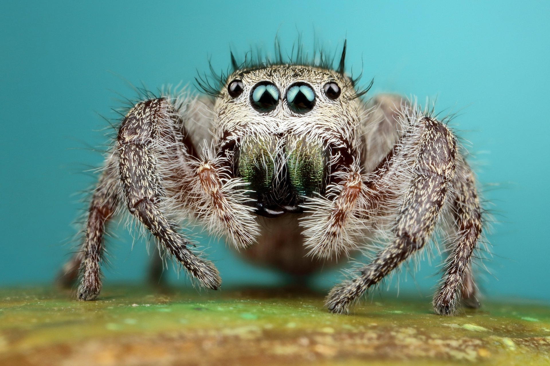 Download Spider Macro Animal Jumping Spider HD Wallpaper