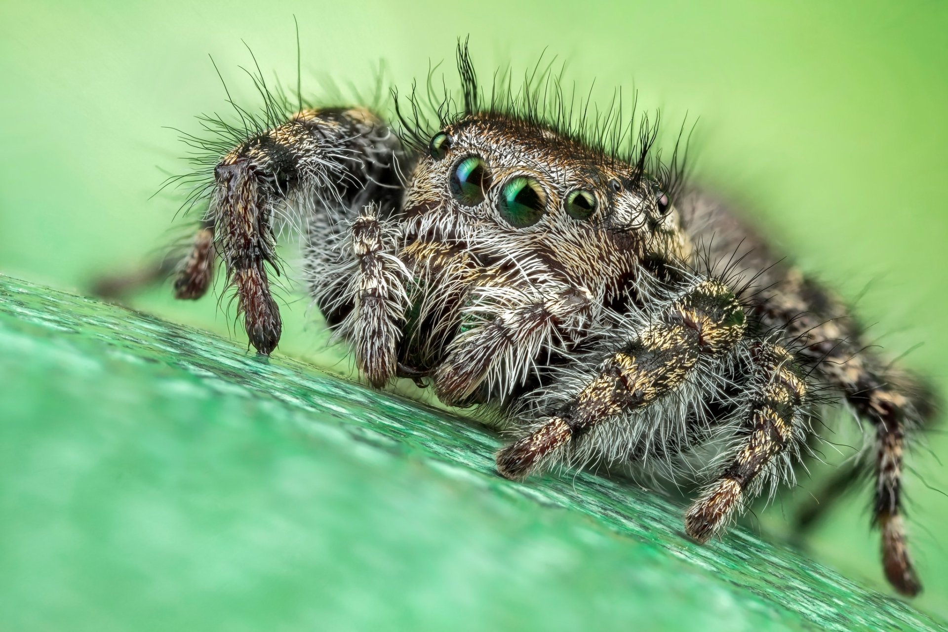 Download Spider Macro Animal Jumping Spider HD Wallpaper