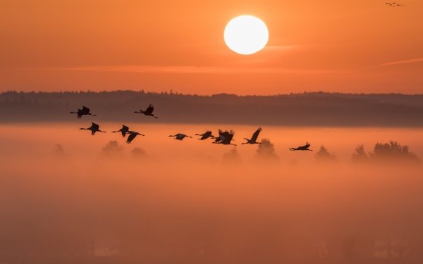 Animal Crane Birds Cranes Bird Flock Of Birds Fog Sunrise Common Crane HD Wallpaper | Background Image
