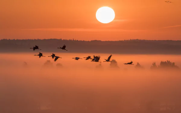 Flock of cranes flying low through fog beneath a glowing sunrise, warm orange tones — HD PC desktop wallpaper and background