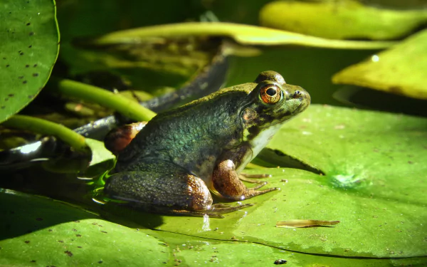 Green amphibian frog (animal) perched on a sunlit lily pad in a pond — 2K Quad HD PC desktop wallpaper background.