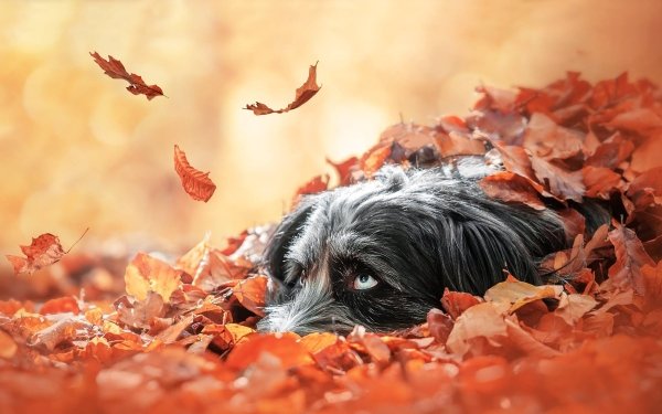 Animal Dog Dogs Fall Leaf HD Wallpaper | Background Image