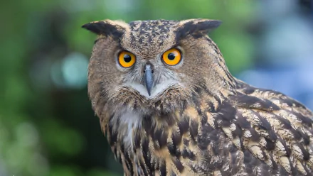 bird eurasian eagle-owl Animal owl HD Desktop Wallpaper | Background Image