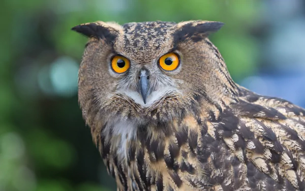 bird eurasian eagle-owl Animal owl HD Desktop Wallpaper | Background Image