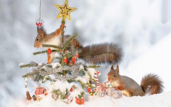 Animal Squirrel Rodent Winter HD Wallpaper | Background Image