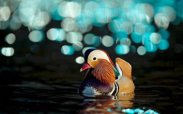 bokeh bird duck Animal mandarin duck HD Desktop Wallpaper | Background Image