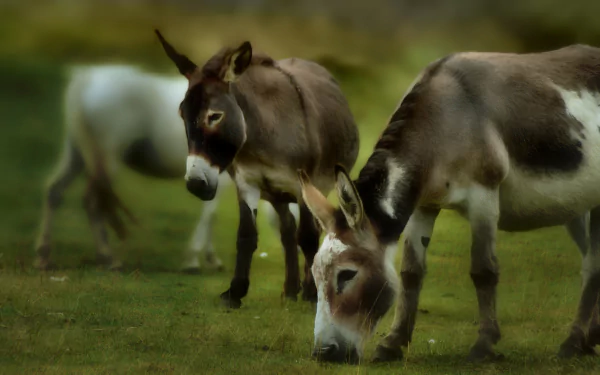 baby animal Animal donkey HD Desktop Wallpaper | Background Image