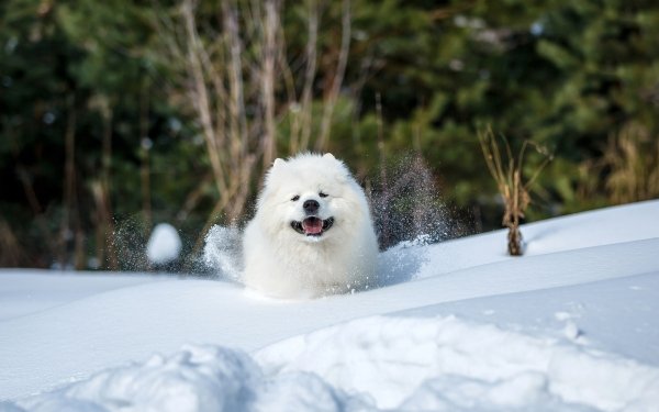 Animal Dog Dogs Winter Snow HD Wallpaper | Background Image