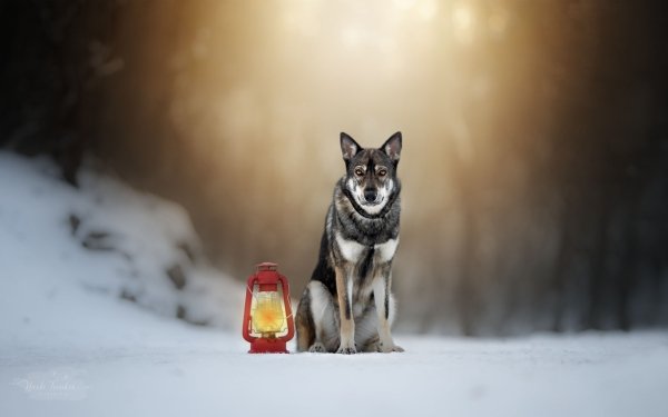 Animal Wolfdog Dogs Dog Lantern Winter Depth Of Field HD Wallpaper | Background Image