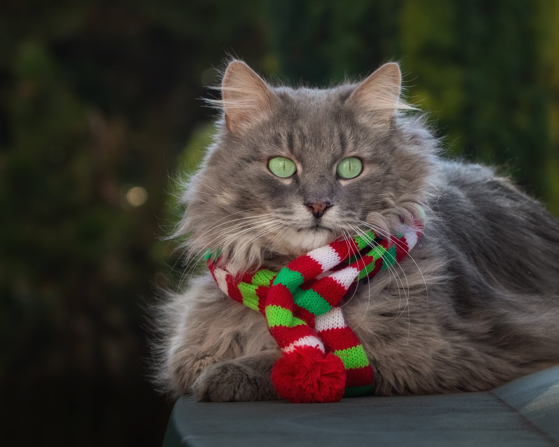 HD PC desktop wallpaper featuring a fluffy gray cat with green eyes wearing a red, green, and white striped scarf against a blurred natural background.