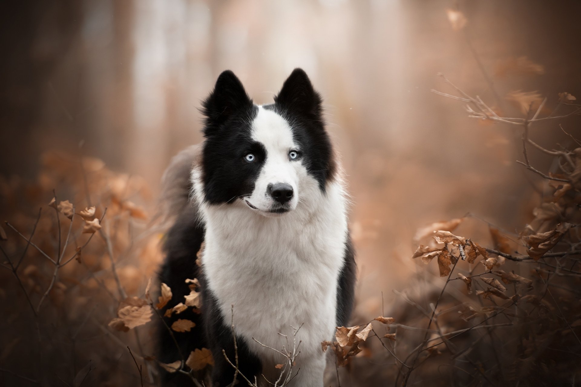 Border Collie HD Wallpaper