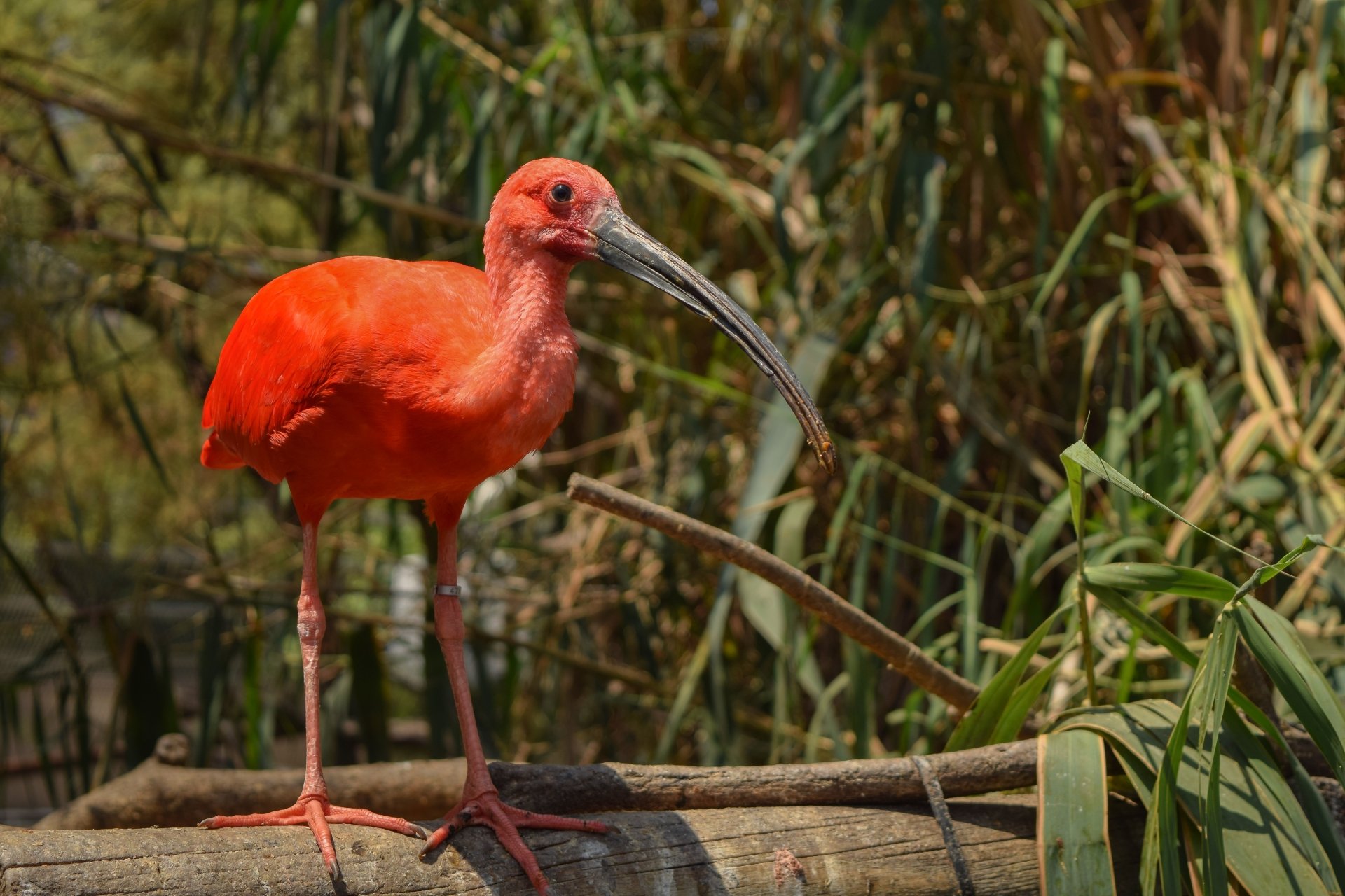 Download Bird Ibis Animal Scarlet Ibis 4k Ultra HD Wallpaper by enrique lopez