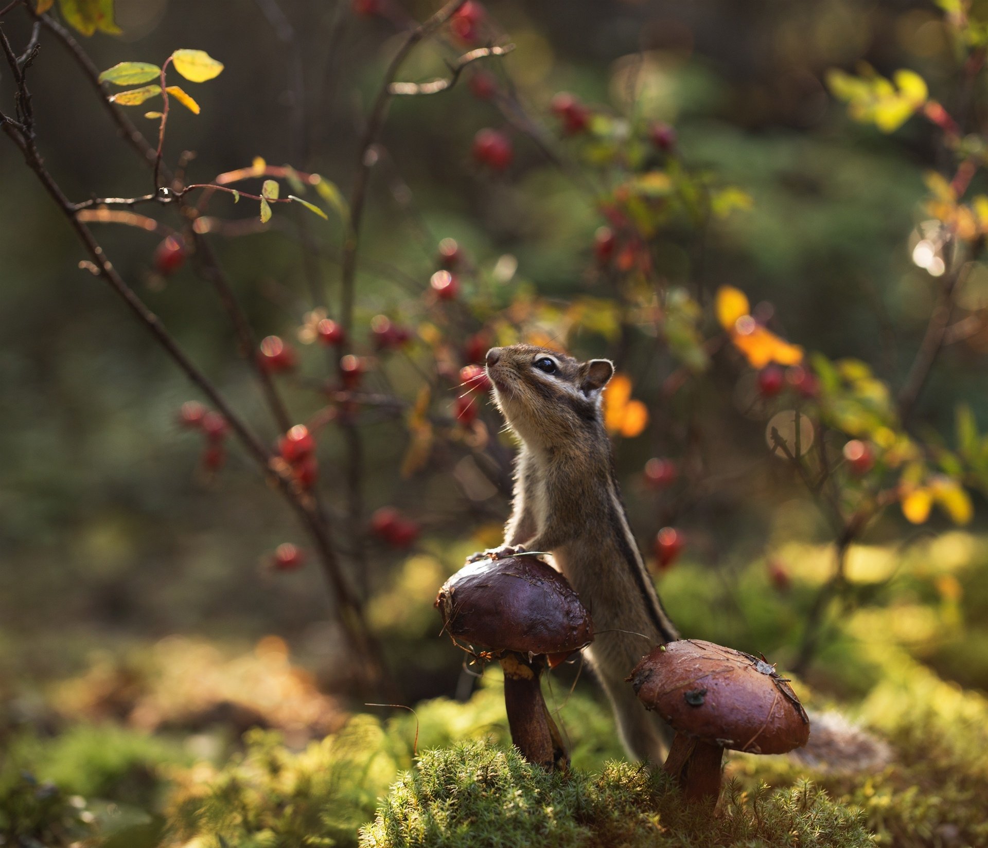 A chipmunk rodent perched on a mushroom in a natural setting, captured in high definition for a PC desktop wallpaper background.