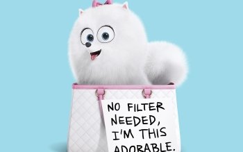 5 The Secret Life Of Pets 2 Hd Wallpapers Background Images
