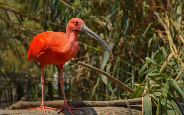  Scarlet ibis Standing on a Log by enrique lopez