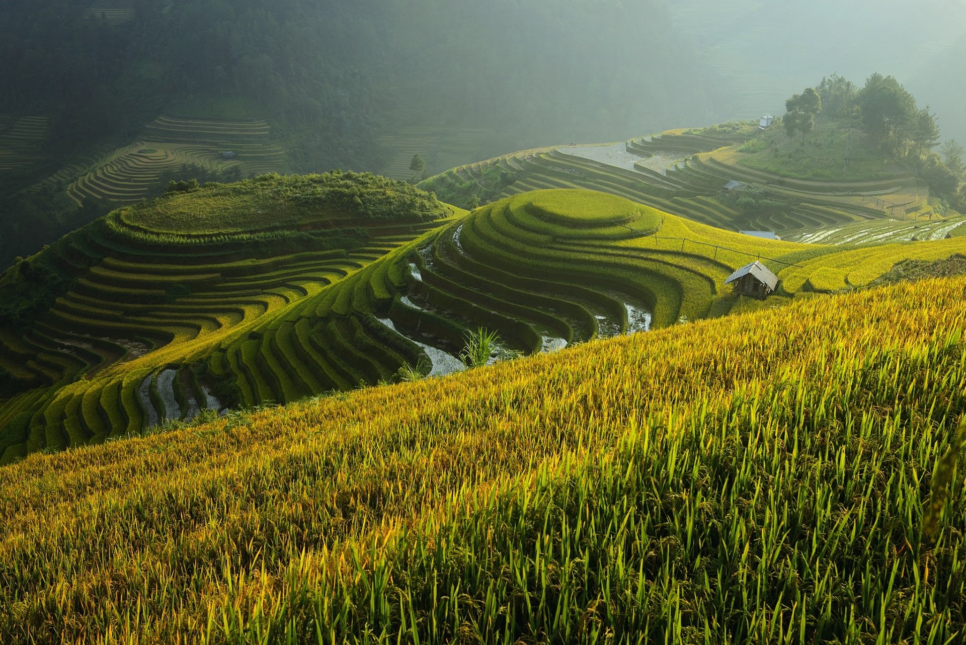 HD desktop wallpaper showing man-made rice terraces cascading down lush green hills under soft, misty light.