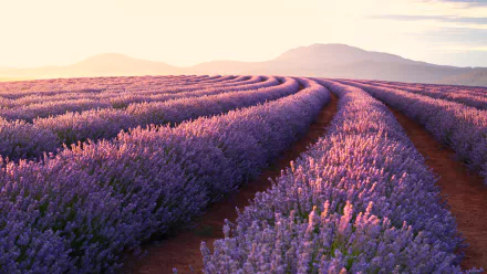 A 4K Ultra HD desktop wallpaper showing a vibrant lavender field in full bloom under soft summer light with rolling hills in the background.