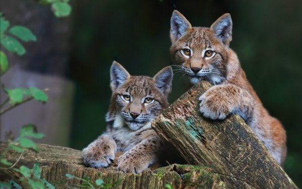 Animal Lynx Cats Cub Baby Animal HD Wallpaper | Background Image