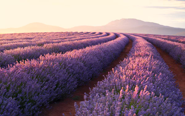 A 4K Ultra HD desktop wallpaper showing a vibrant lavender field in full bloom under soft summer light with rolling hills in the background.
